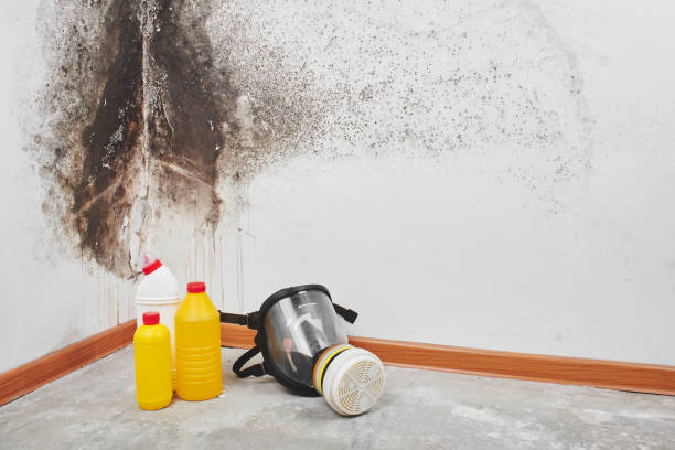 Best Residential Mold Removal  in Shell Point, SC