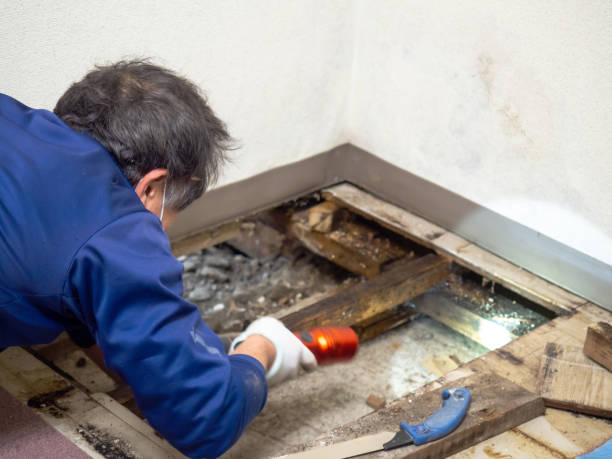 Home Mold Removal in Shell Point, SC