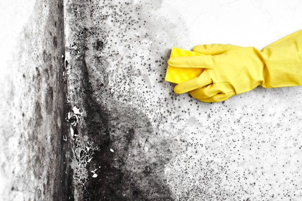Best Toxic Mold Removal  in Shell Point, SC