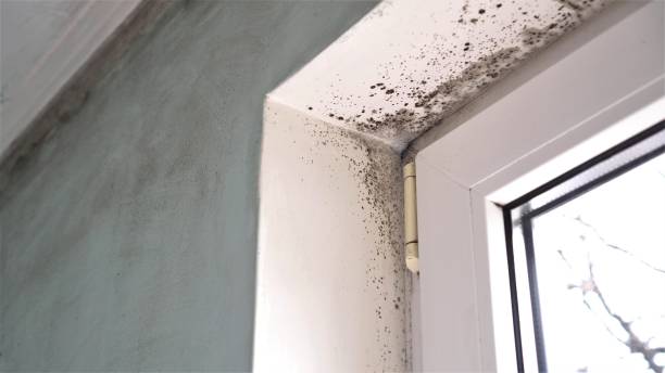 Best Attic Mold Removal  in Shell Point, SC
