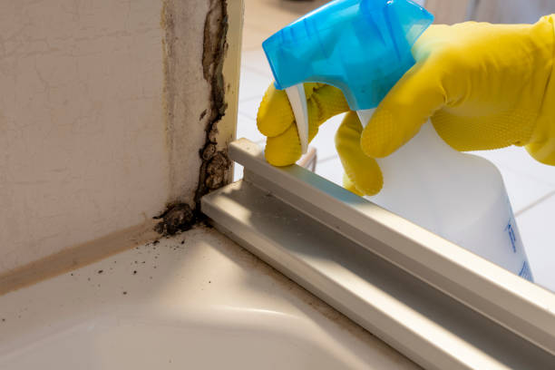 Best Mold Removal Process  in Shell Point, SC