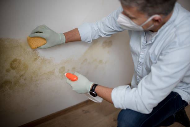 Best Crawl Space Mold Removal  in Shell Point, SC