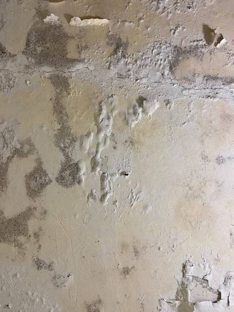 Mold Removal Process in Shell Point, SC
