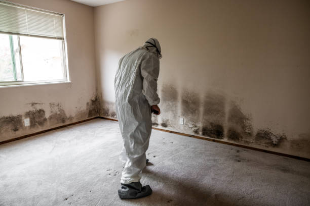 Best Mold Damage Repair  in Shell Point, SC