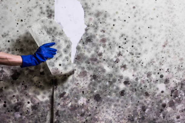 Best Certified Mold Removal  in Shell Point, SC